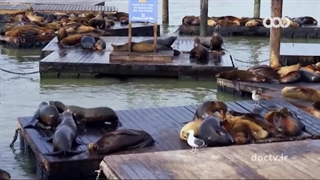 شباهت حیوانات ۳