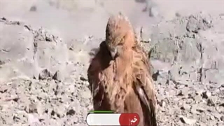 پایان خوش برای ۱۸ پرنده شکاری با بازگشت به زیستگاه خود