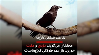 فید بک 1/1