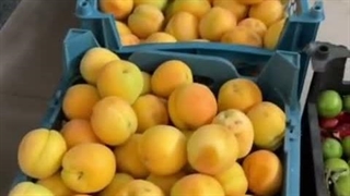 خشک کردن پر زردآلو با دستگاه خشک کن صنعتی سینی گردان اسوه 09138900047
