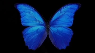 هرکی دوسم داله بره لایکم کنه کپ