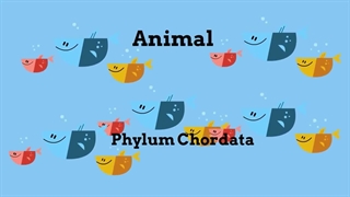 Types of fish