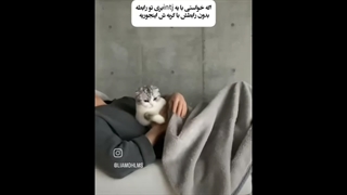 پیشی =^•-•^=