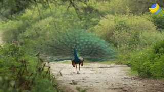 why do birds have feathers