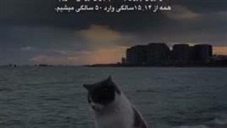 کپ کات دوباره لج کرد -____- میخوام بزنم نابودش کنم ایثثثثثثث