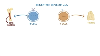 B-cell and T-cell
