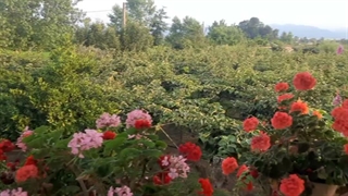 اردکامو تو باغمون نگه میدارم