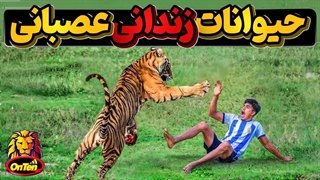 وقتی زندانیان بی گناه باغ وحش ها از کوره در میروند