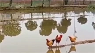 خود آگاهی به زبان حیوانات