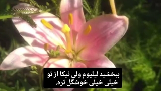 تقدیم به نیکارا جون..دست ساز...قضاوتم نکنید توروخدا