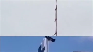کلاغ‌ها از باهوش‌ترین پرندگان روی کره زمین به شمار می‌روند