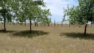 زمین کنار دریا۰۹۱۱۹۳۱۹۰۰۷